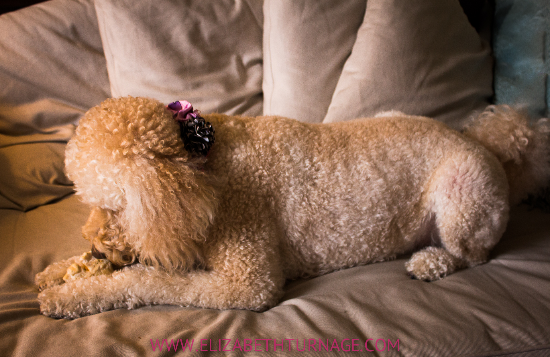 Golden doodle chewing on bone