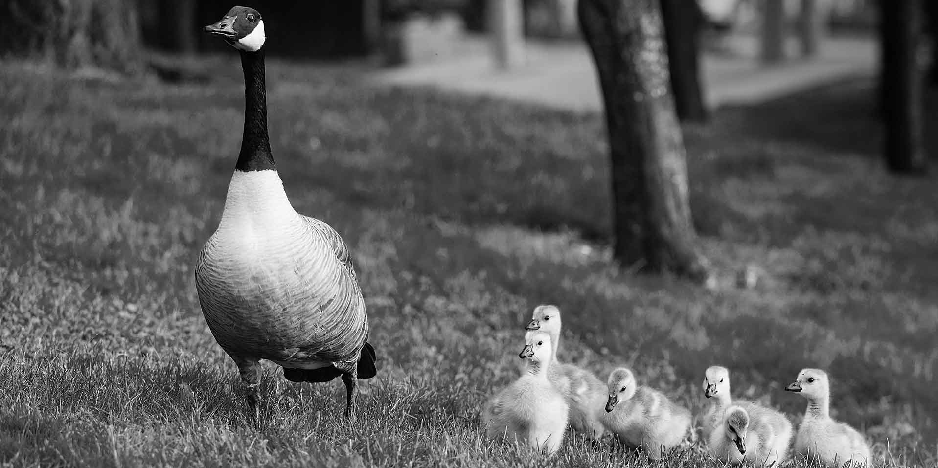 Mother duck and ducklings