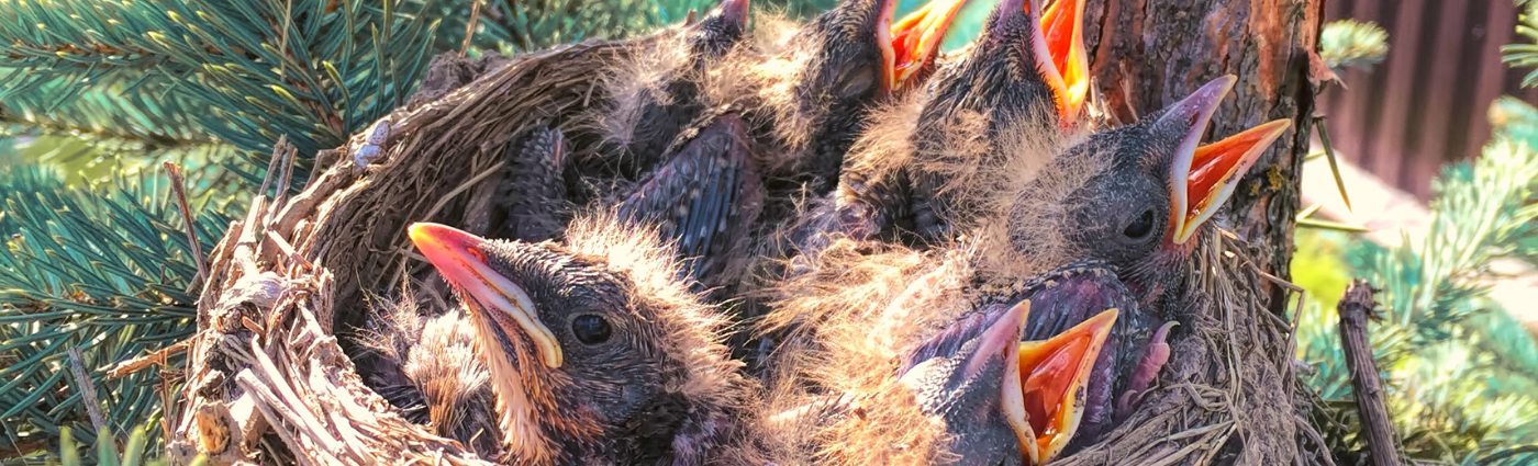 Full Nest