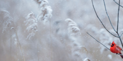 6 Ways to Cope with Grief during the Holidays