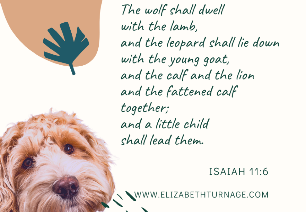 A Prayer about God’s Gift of Furry Friends