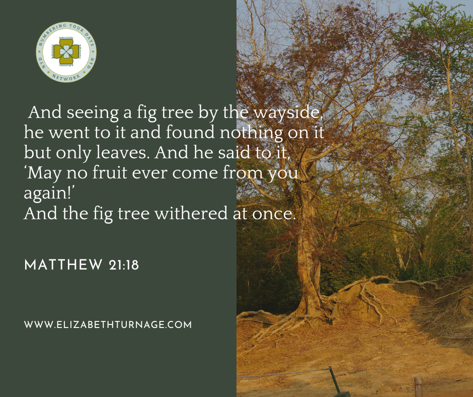 Bible verse: And seeing a fig tree by the wayside, he went to it and found nothing on it but only leaves. And he said to it, ‘May no fruit ever come from you again!’ And the fig tree withered at once. Matthew 21:18