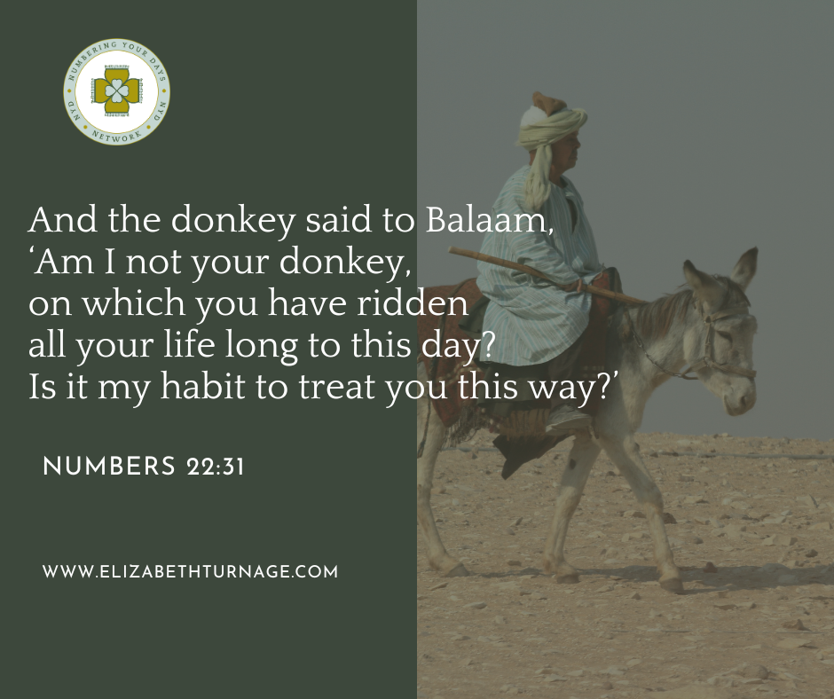 “And the donkey said to Balaam, ‘Am I not your donkey, on which you have ridden all your life long to this day? Is it my habit to treat you this way?’ Numbers 22:31