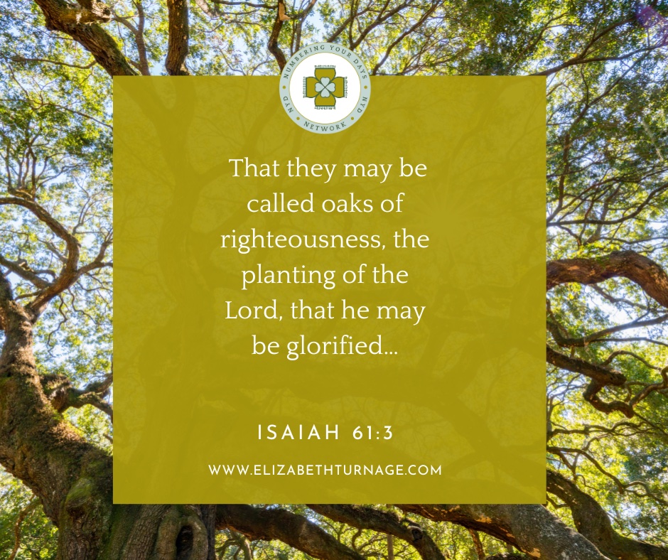 Daily Prayer Facebook Post (Landscape)) – Isaiah 61:3 That they may be called oaks of righteousness, the planting of the Lord, that he may be glorified…Isaiah 61:3