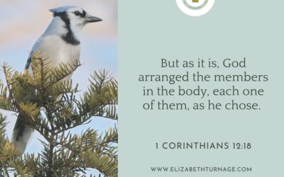 A Prayer about Being a BlueJay