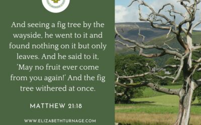 A Prayer about Becoming Fruitful Fig Trees