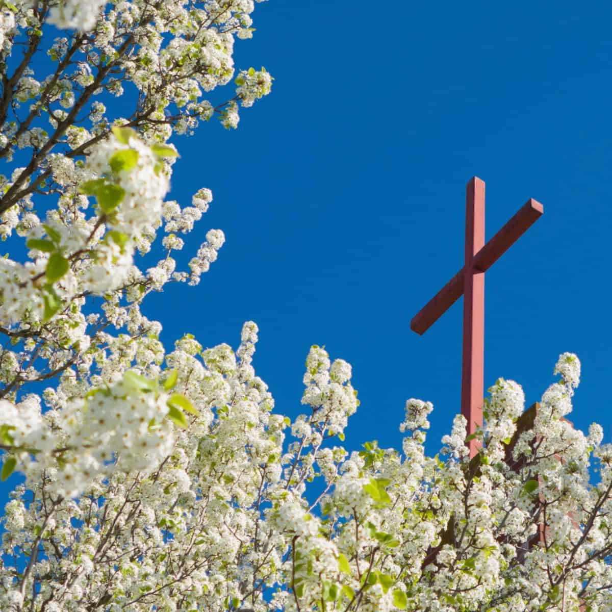 Cross and blue sky and flowered dogwood trees